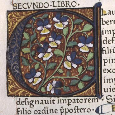 C- pansies 1475 Angers